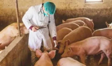 الصين تؤكد تفشي مرض جديد في إقليمي سيشوان وخبي