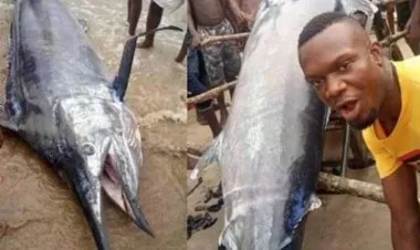 اصطاد سمكة بقيمة 2.6 مليون دولار وأكلها مع أصدقائه