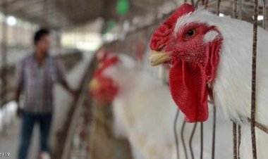 فرنسا تنفي حظرها ذبح الحيوانات بما يتماشى مع الشريعة الإسلامية