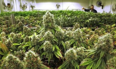 السلطات المصرية تعتقل أردنيا يملك مزرعة حشيش في السويس