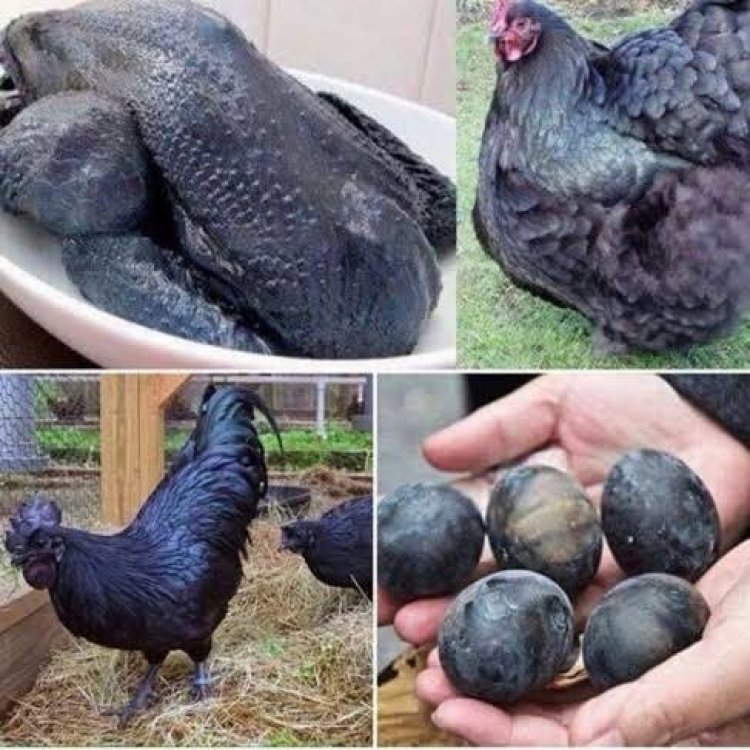 الدجاج الأسود أغرب وأغلي أنواع الدجاج في العالم