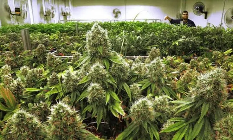 السلطات المصرية تعتقل أردنيا يملك مزرعة حشيش في السويس