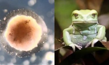 ابتكار روبوتات بيولوجية من خلايا الضفادع قادرة على تذكر محيطها والشفاء الذاتي!