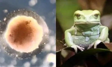 ابتكار روبوتات بيولوجية من خلايا الضفادع قادرة على تذكر محيطها والشفاء الذاتي!