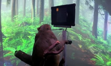 بعد زرع شريحة إلكترونية في دماغه، قرد يتحكم في كومبيوتر بعقله فقط