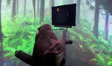 بعد زرع شريحة إلكترونية في دماغه، قرد يتحكم في كومبيوتر بعقله فقط