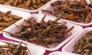 الاتحاد الاوروبي يسمح بأكل الحشرات