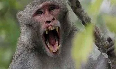 وفاة أول شخص في الصين بالفيروس القردي B