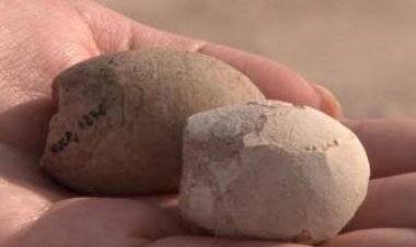 اكتشاف بيض متحجر لطيور عمرها أكثر من 85 مليون عام في الأرجنتين