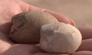 اكتشاف بيض متحجر لطيور عمرها أكثر من 85 مليون عام في الأرجنتين