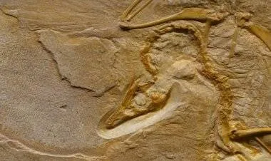 علماء يكتشفون ما يعتقد أنه أقدم الحيوانات المعروفة على وجه الأرض