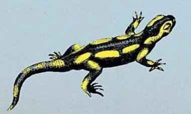 فك تشفير حركة «السمندل» يفتح الباب لإنتاج روبوتات خاصة