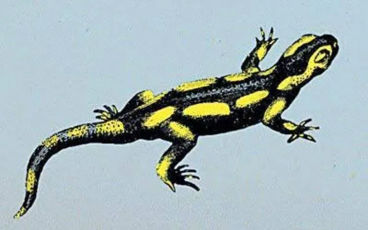 فك تشفير حركة «السمندل» يفتح الباب لإنتاج روبوتات خاصة