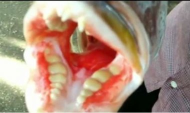 اصطياد سمكة نادرة لها أسنان بشرية