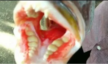 اصطياد سمكة نادرة لها أسنان بشرية