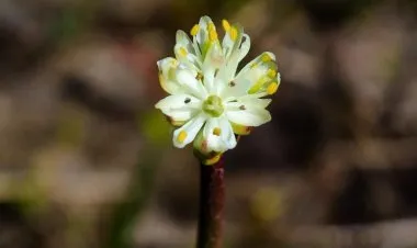 زهرة بيضاء آكلة للحوم