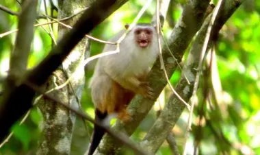 اكتشاف أنواع جديدة من القردة في منطقة الأمازون البرازيلية