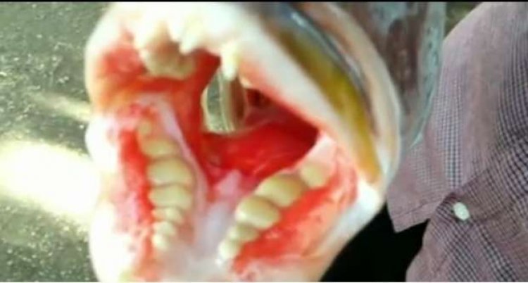 اصطياد سمكة نادرة لها أسنان بشرية