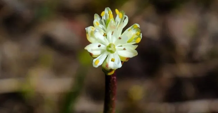 زهرة بيضاء آكلة للحوم