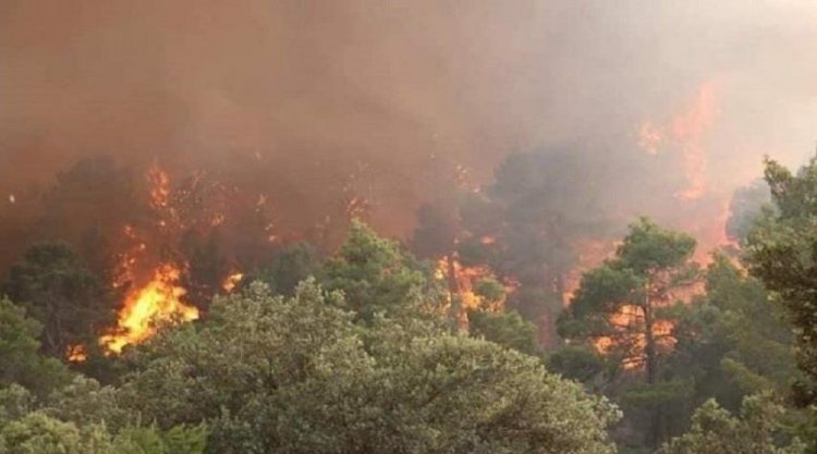حرائق هائلة على مستوى الغابات في العديد من ولايات الجزائر