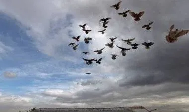 تدريب طيور الحمام على مهاجمة طائرات الدرون التي تحمل متفجرات أو أسلحة