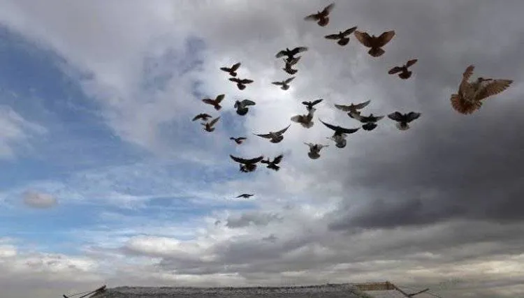 تدريب طيور الحمام على مهاجمة طائرات الدرون التي تحمل متفجرات أو أسلحة