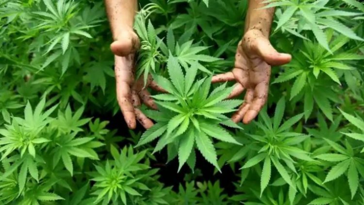 لبنان ..زراعة  القنب الهندي (الماريجوانا) في البلاد سيكون في القريب العاجل موضع التنفيذ