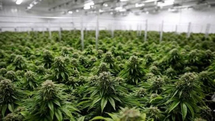 80 بالمئة من المغاربة يؤيدون زراعة مخدر القنب الهندي