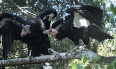 علماء يؤكدون ولادة ذكرين من بيض غير مخصب لأول مرة لطيور مهددة بالانقراض