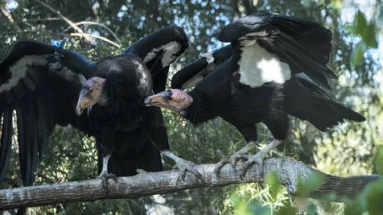 علماء يؤكدون ولادة ذكرين من بيض غير مخصب لأول مرة لطيور مهددة بالانقراض