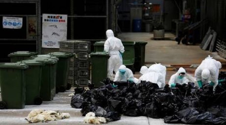 إنفلونزا الطيور.. اليابان تعدم الملايين من طيور الدجاج