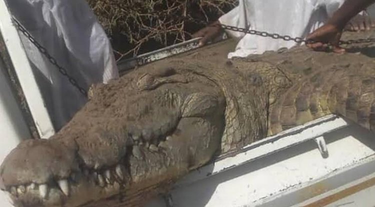 مزارع سوداني يصطاد تمساحا ضخما التهم شخصين