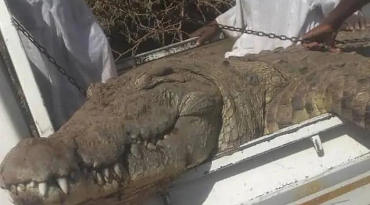 مزارع سوداني يصطاد تمساحا ضخما التهم شخصين