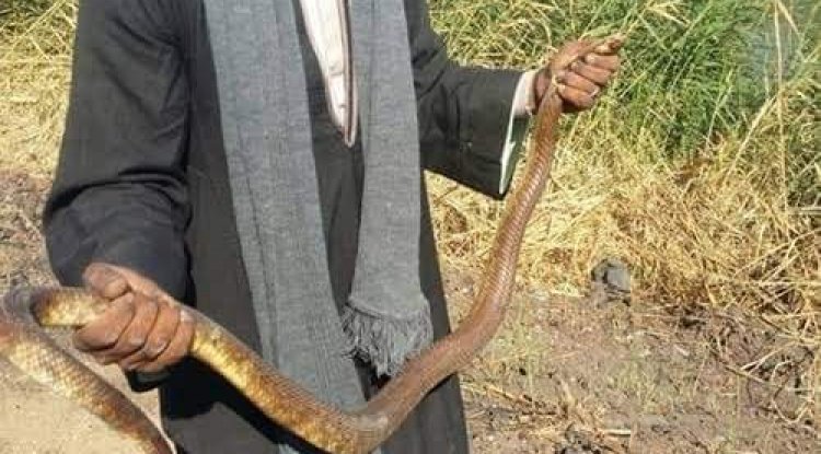 الرفاعي فرغلي - قصة قصيرة