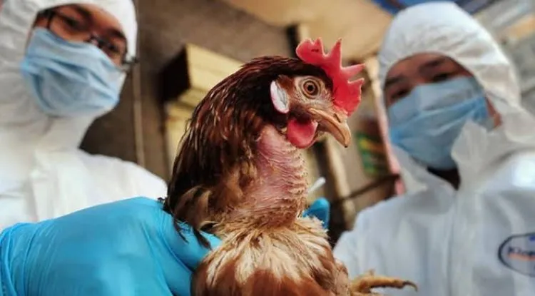 أول إصابات بشرية في العالم.. روسيا تعلن تسجيل إصابة 7 عمال بإنفلونزا الطيور