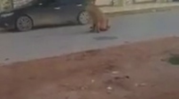 ليبيا: أسد يتجول في شوارع بنغازي 