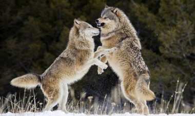 إلغاء قرار ترامب بشأن الذئاب الرمادي بأمر القضاء الأميركي