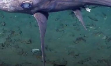 اكتشاف سمكة قرش شبح نادرة بشكل استثنائي