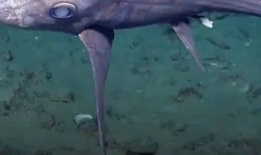 اكتشاف سمكة قرش شبح نادرة بشكل استثنائي