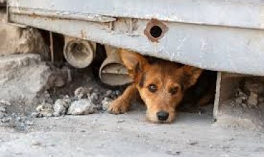 كيف تتنبأ الحيوانات بالكوارث قبل وقوعها؟