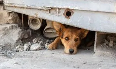 كيف تتنبأ الحيوانات بالكوارث قبل وقوعها؟