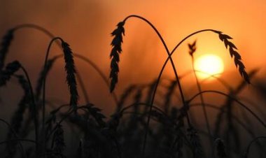 خبراء أوروبيون يتوقعون تفاقم أزمة الحبوب وسط تراجع الإنتاج