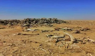 العثور على مقبرة تحوي آلاف الحمير النافقة والهياكل العظمية بمدينة الفيوم المصرية