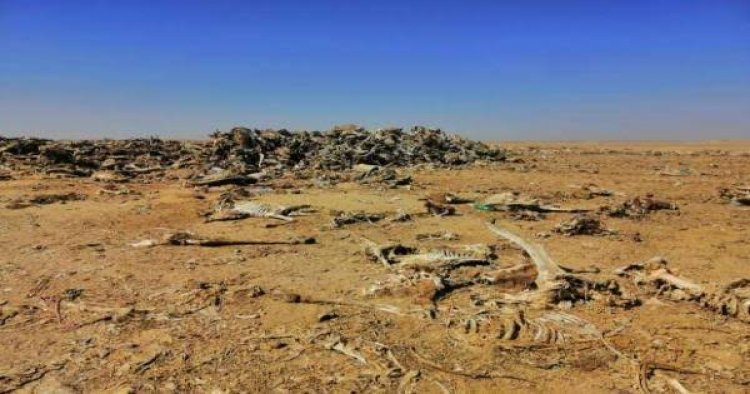 العثور على مقبرة تحوي آلاف الحمير النافقة والهياكل العظمية بمدينة الفيوم المصرية