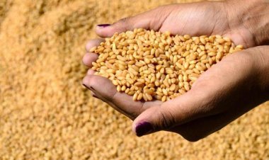 أسعار القمح تتراجع عالميا