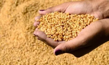 أسعار القمح تتراجع عالميا