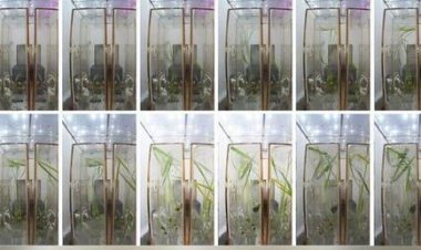 الصين تقوم بتجربة زراعة الأرز والجرجير في الفضاء