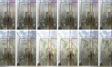 الصين تقوم بتجربة زراعة الأرز والجرجير في الفضاء