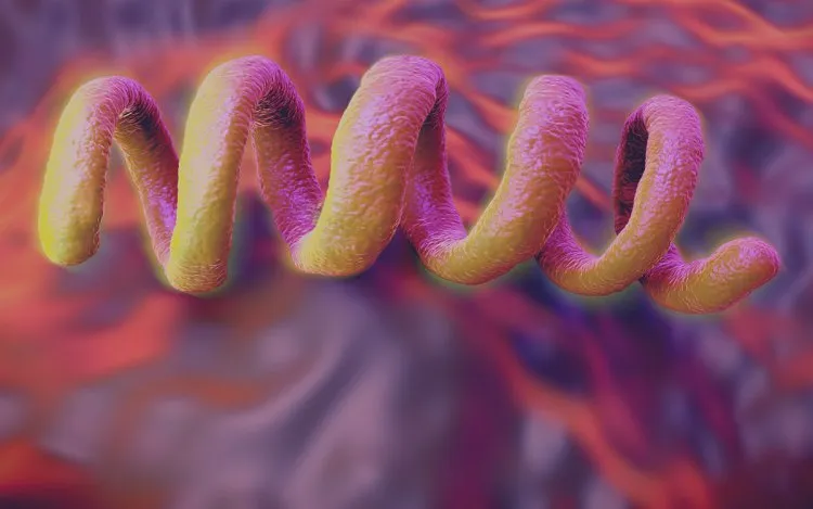 الإيدز والزهري ومواطن الشبه بينهما