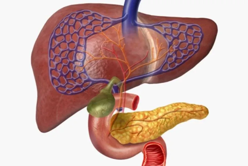 تقنية الطباعة الحيوية ثلاثية الأبعاد قد تشكل مستقبل علاج مرض السكري